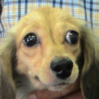 ダックス女の子　10ケ月