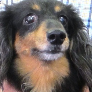 ダックス　女の子