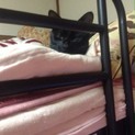 おとなしい黒猫キララくん