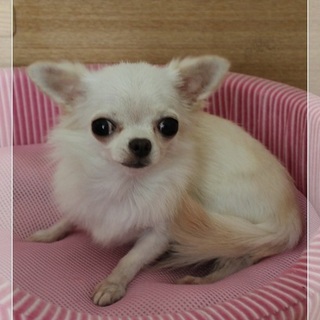 小さな可愛いチワワの女の子　４歳　大人しい子