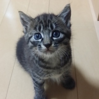 ちょっとビビリな黒トラ　8/9に産まれました