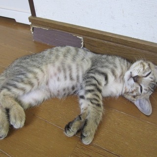 お留守番できます 淡い色合いのきじ虎ひろし君