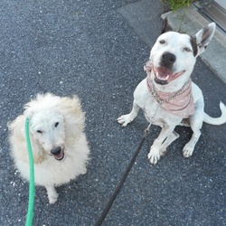 「長い影  誰でしょう」サムネイル2