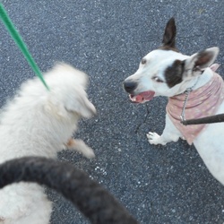 「長い影  誰でしょう」サムネイル3