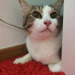 愛護センターには入れたくないので・・・