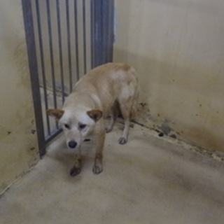 里親様に譲渡されました。有り難うございます。