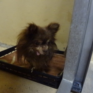 里親様に譲渡されました。