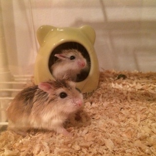 ロボロフスキーハムスター