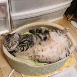 「体の大きなアメリカンショートヘア」サムネイル1
