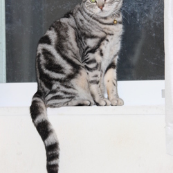 「体の大きなアメリカンショートヘア」サムネイル2