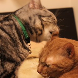 「体の大きなアメリカンショートヘア」サムネイル3