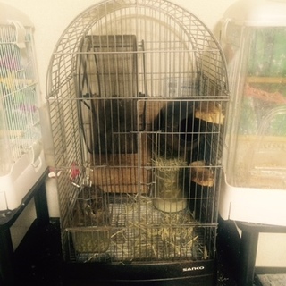 一時休止)デグー母娘里親募集