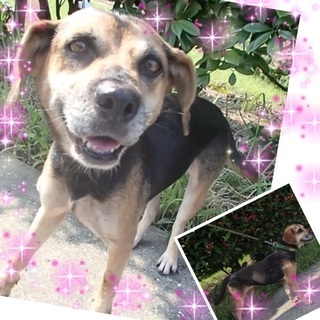 ビーグル系の人慣れした女の子の家族募集！！