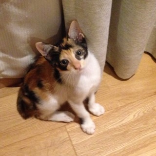 幸せひっかける♪尾曲がり三毛ちゃん