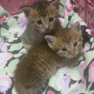 急募！元気な子猫です。