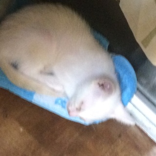 白猫の里親募集中です。