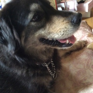 至急お願いします。