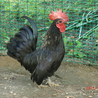 黒矮鶏 オスの里親を募集します