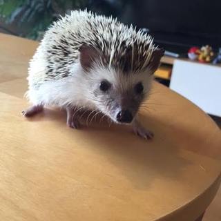 ハリネズミちゃんのメス ※オスも同時募集中※