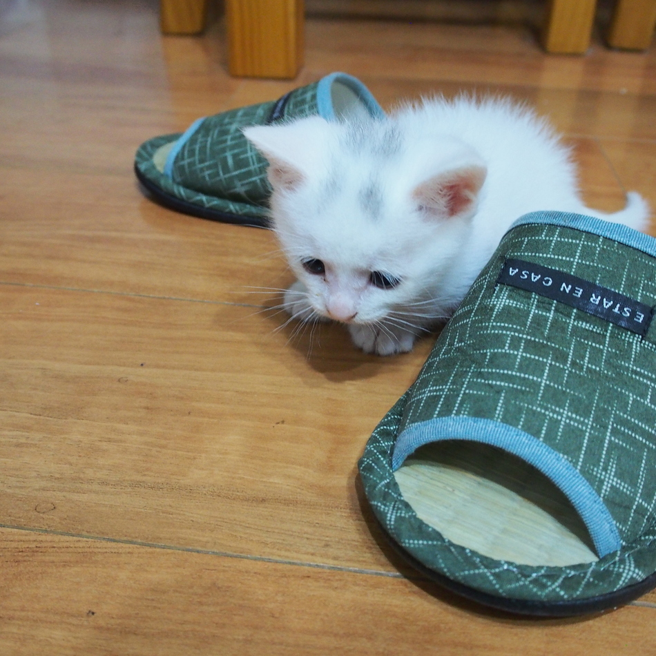 ブランのカバー写真