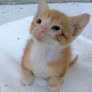 子猫を２匹保護しています。