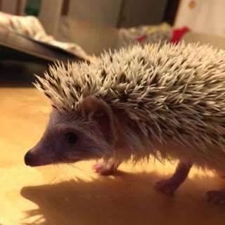 ハリネズミちゃんのオス ※メスも同時募集中※