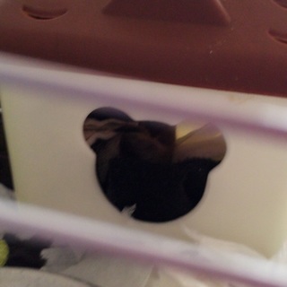 フクロモモンガ里親さん募集 