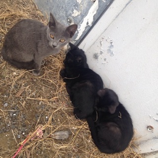 ノラ猫ちゃんに愛の手を差し伸べて頂けませんか？