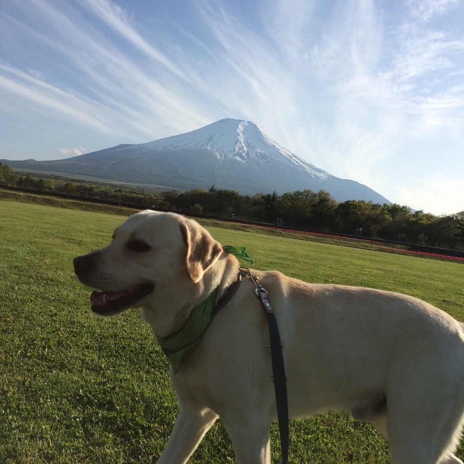 シルクのカバー写真