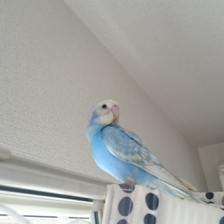 セキセイインコ　多分♂2羽　