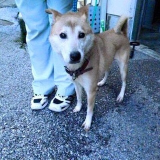 緊急！月曜が殺処分になってしまいます