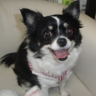 可愛いチワワが優しい家族を待ってます。