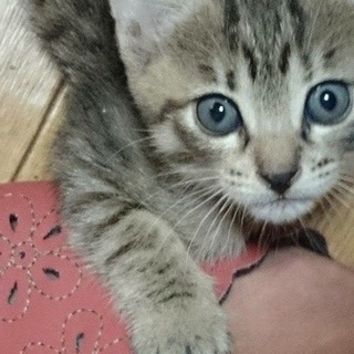 【２匹】愛らしいキジネコです