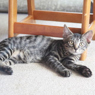 元気な甘ったれキジトラ兄弟 あや子＆研太 ♂