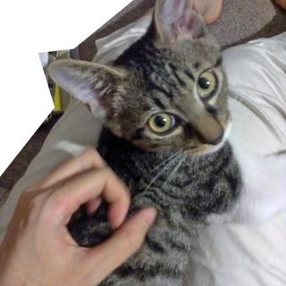 多頭飼い可？楽しいペットになれる人馴れした子です