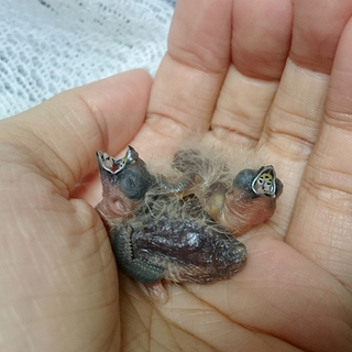 沢山のご応募ありがとうございました