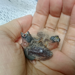 キンカチョウの雛さん