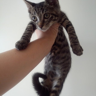 美形！人間大好き♪なキジトラくん。