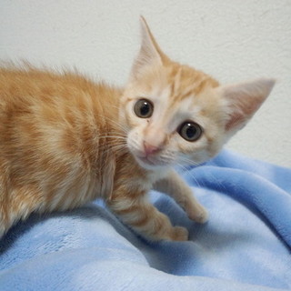 茶トラ。元気いっぱい男の子♪