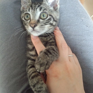 スリゴロ♪なキジトラの男の子。