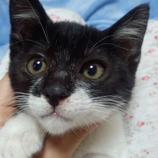 黒白柄の男の子♪懐こく元気♪