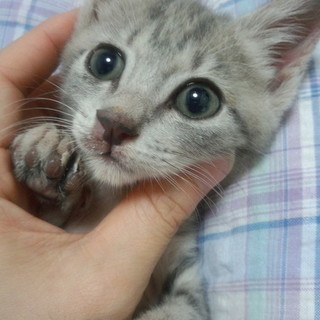 アメショのようなタビーの入ったグレーの女の子♪