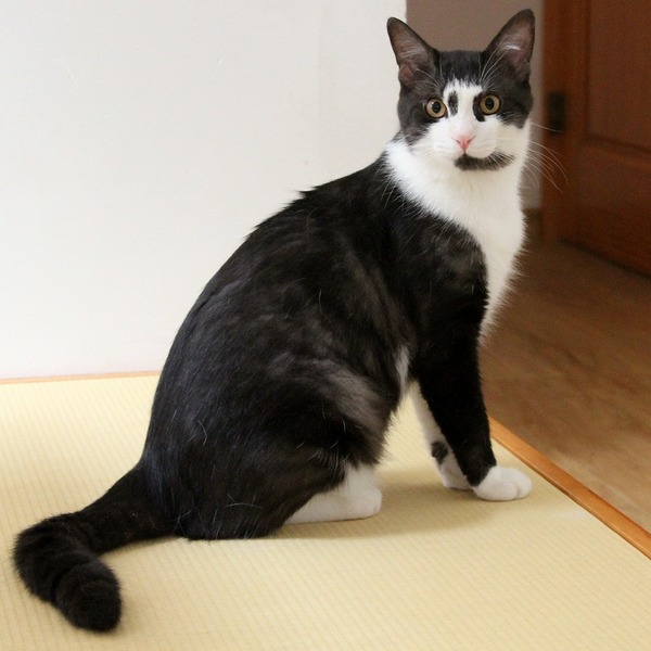 一度見たら・・忘れられない個性派ボーイ・ ポノ サムネイル2