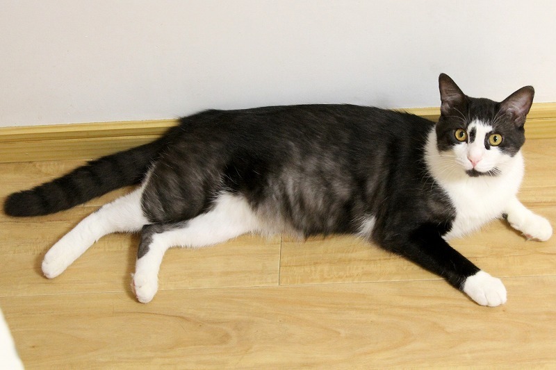 一度見たら・・忘れられない個性派ボーイ・ ポノ サムネイル7