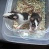 【有難うございました!】生後2カ月前後のラットの仔 サムネイル2