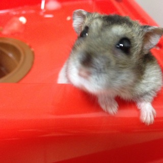 ジャンガリアンハムスター2匹の里親至急募集！