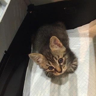 ダンボールで捨てられていたワラビくん