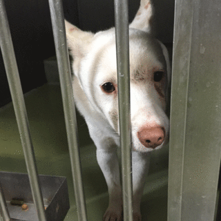 とぼけたところが可愛いです、シロ君！