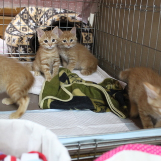 茶トラん４兄弟