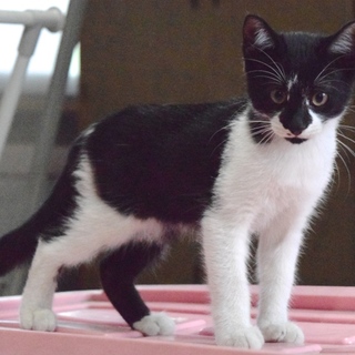 白と黒の面白い柄の子猫です。